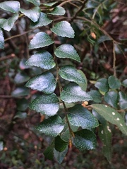 Nothofagus cunninghamii