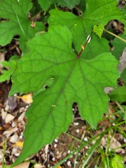 Ampelopsis glandulosa heterophylla