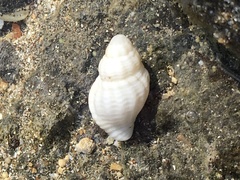 Neogastropoda