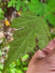 Ampelopsis glandulosa heterophylla