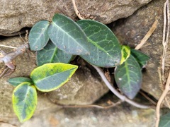 Trachelospermum asiaticum