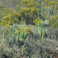 Albuca canadensis