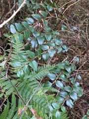 Nothofagus cunninghamii