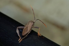 Acanthocephala terminalis