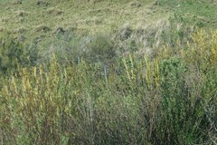 Gomphocarpus fruticosus