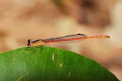 Argiocnemis rubescens