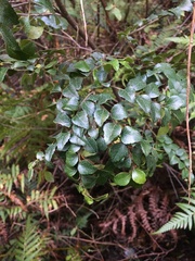 Nothofagus cunninghamii