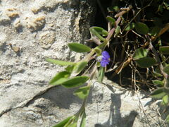 Polygala gerrardii