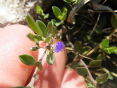 Polygala gerrardii