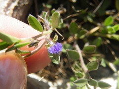 Polygala gerrardii