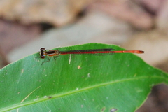 Argiocnemis rubescens