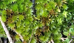 Rosulabryum