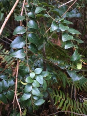 Nothofagus cunninghamii