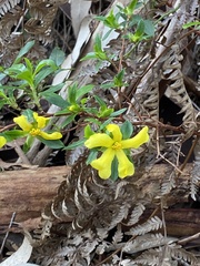 Hibbertia cuneiformis