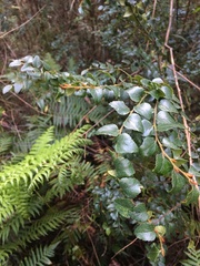 Nothofagus cunninghamii