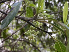 Hedycarya angustifolia