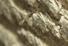 Anopheles punctipennis