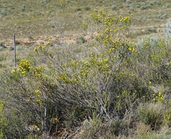 Euryops