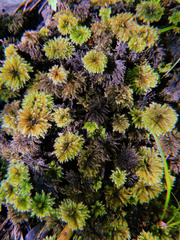 Hypnodendron