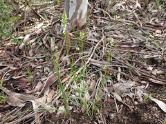 Stackhousia aspericocca