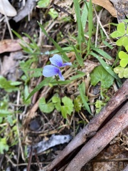 Viola hederacea