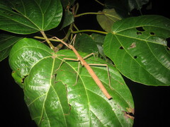 Lopaphus
