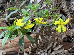 Hibbertia cuneiformis