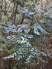 Nothofagus cunninghamii