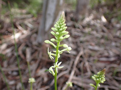 Stackhousia aspericocca
