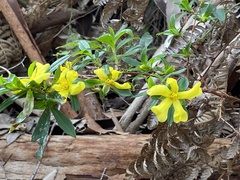 Hibbertia cuneiformis