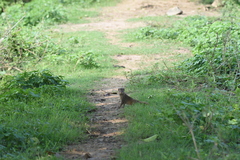 Urva