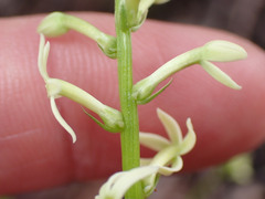 Stackhousia aspericocca