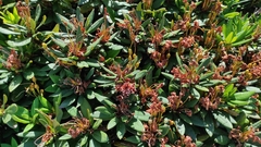 Rhododendron caucasicum