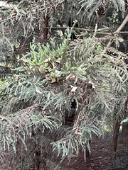 Araucaria