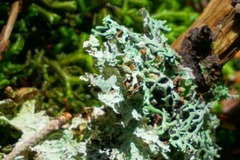 Hypogymnia tubulosa