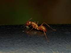 Camponotus festinatus