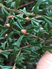 Pultenaea scabra