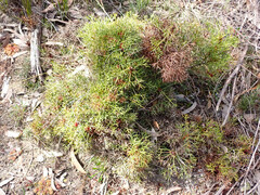 Isopogon ceratophyllus