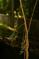 Tinospora glabra