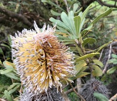 Banksia ornata