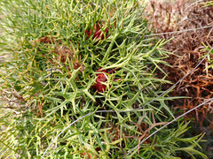 Isopogon ceratophyllus