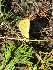 Colias christina
