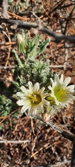 Codon royenii