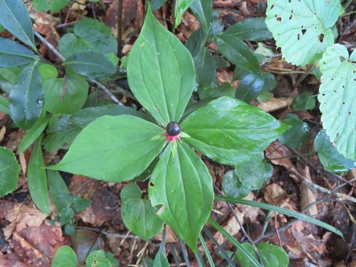 Paris tetraphylla, photograph 4