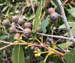 Eucalyptus arenacea