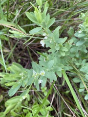 Phyllanthus calycinus