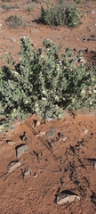 Codon royenii