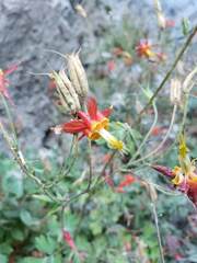 Aquilegia elegantula