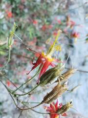 Aquilegia elegantula