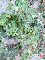 Aquilegia elegantula